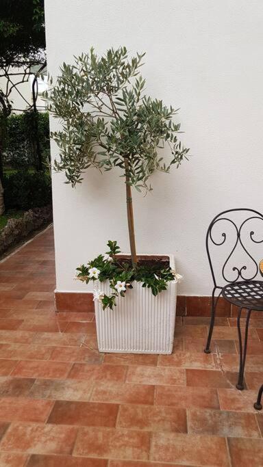 Giardino Mediterraneo Lacco Ameno  Zewnętrze zdjęcie