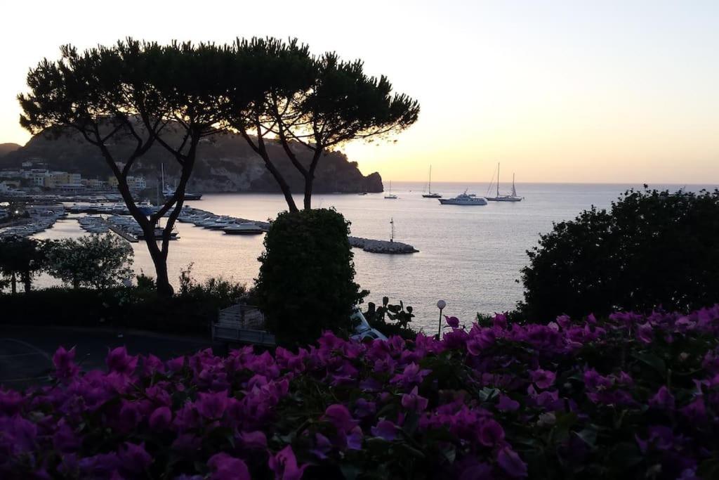 Giardino Mediterraneo Lacco Ameno  Zewnętrze zdjęcie