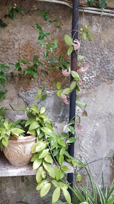 Giardino Mediterraneo Lacco Ameno  Zewnętrze zdjęcie