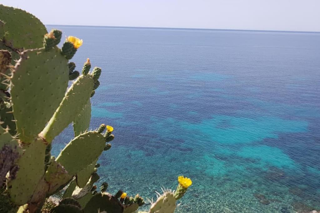Giardino Mediterraneo Lacco Ameno  Zewnętrze zdjęcie