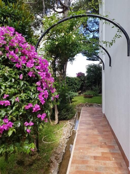Giardino Mediterraneo Lacco Ameno  Zewnętrze zdjęcie
